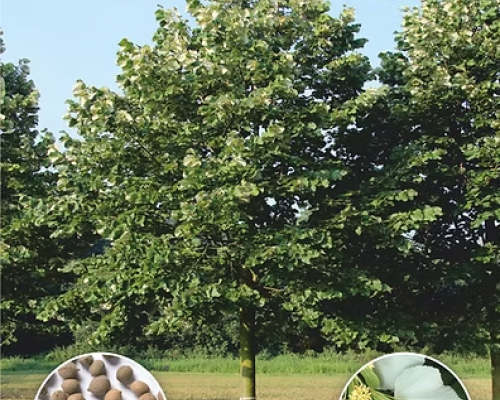 Липа серебристая (Tilia tomentosa)