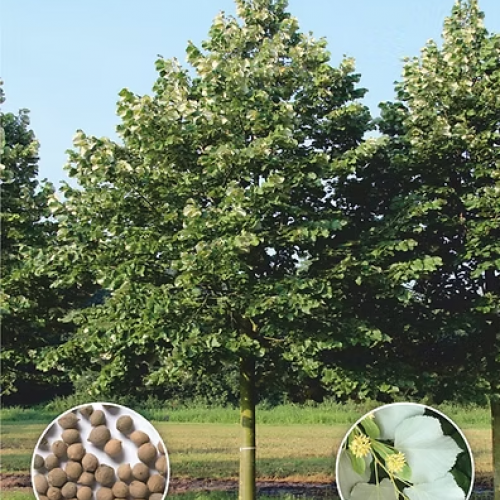 Липа серебристая (Tilia tomentosa)