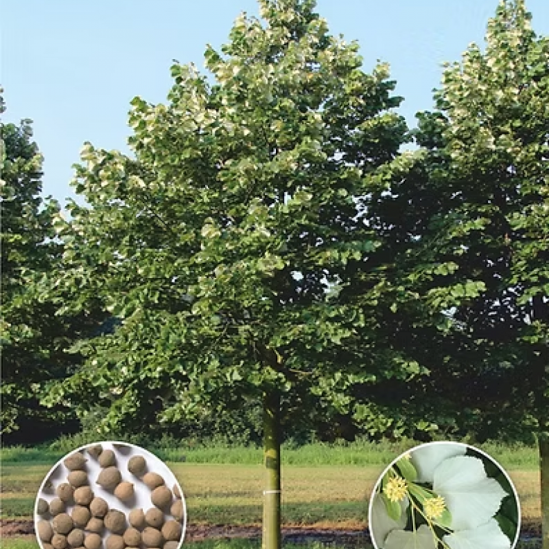 Липа серебристая (Tilia tomentosa)
