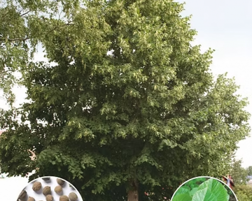 Липа крупнолистная (Tilia platyphyllos)