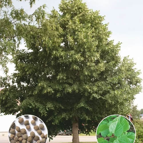 Липа крупнолистная (Tilia platyphyllos)